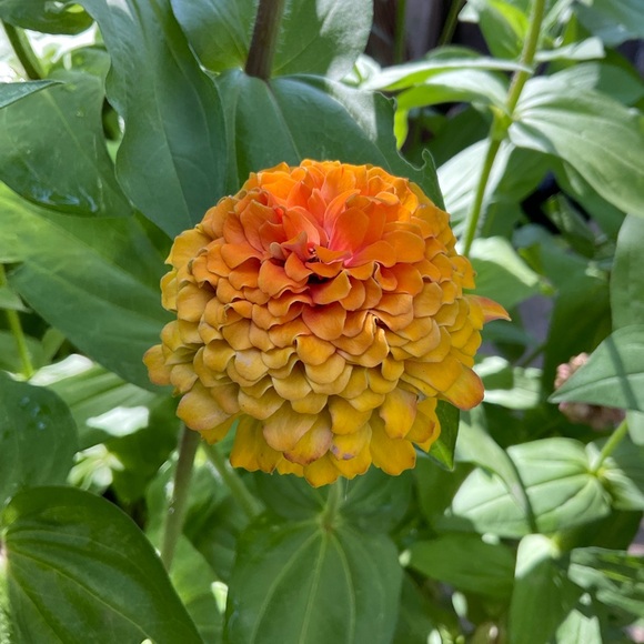 💜 - Picture 6 of 16